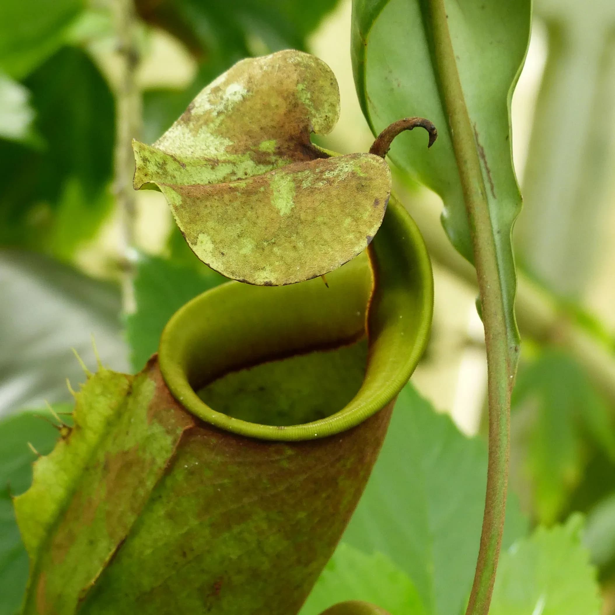 Nepenthes bicalcarata