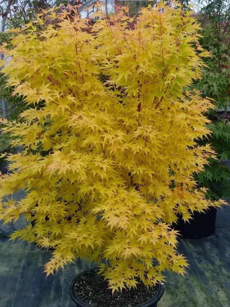 Acero Palmato 'Japanese Sunrise'