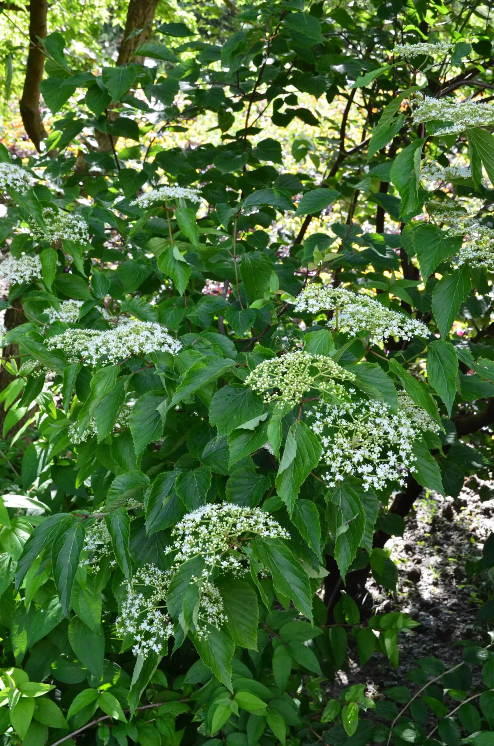 Viburnum betulifolium