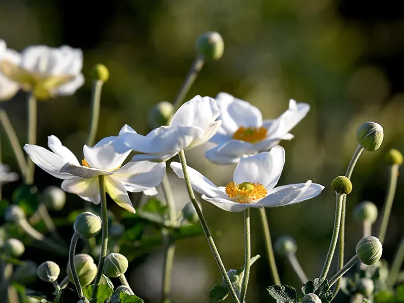 Anemone x hybrida ‘Andrea Atkinson’