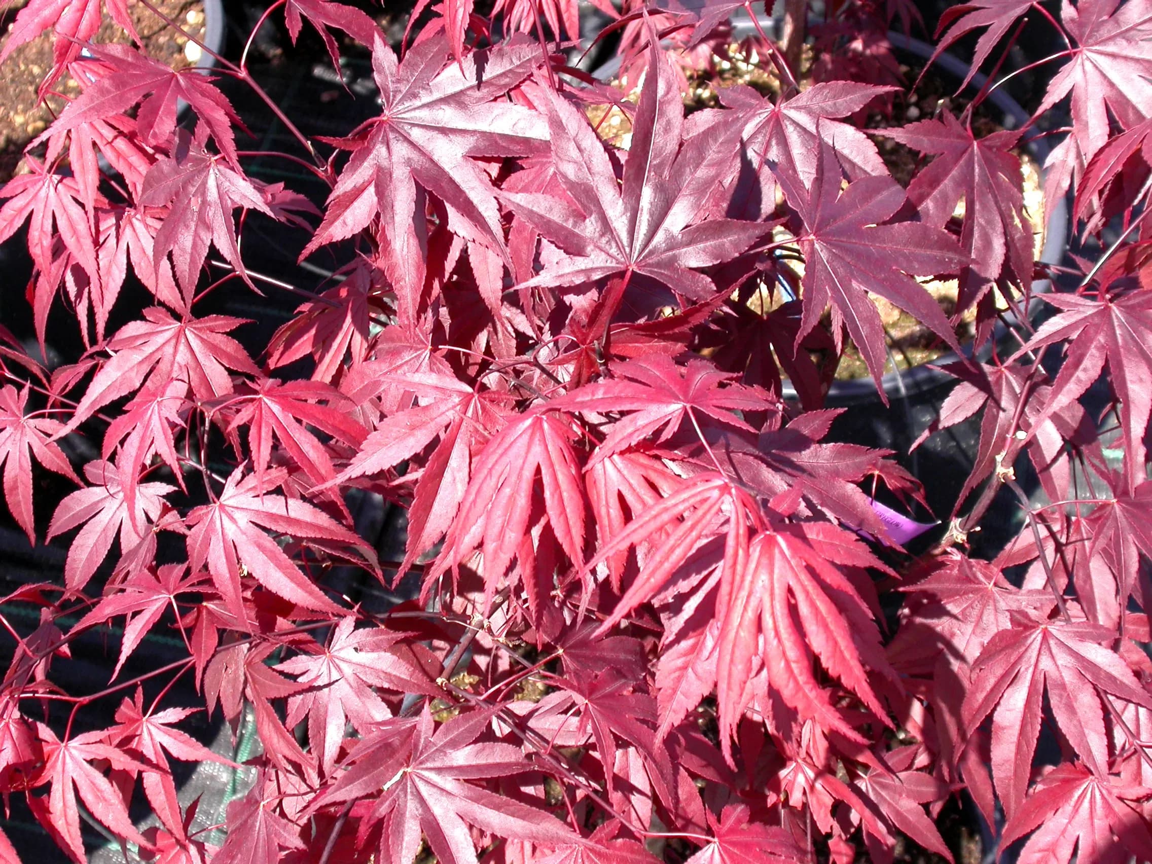 Acero Palmato 'Fireglow' / Acero Palmato Effegi