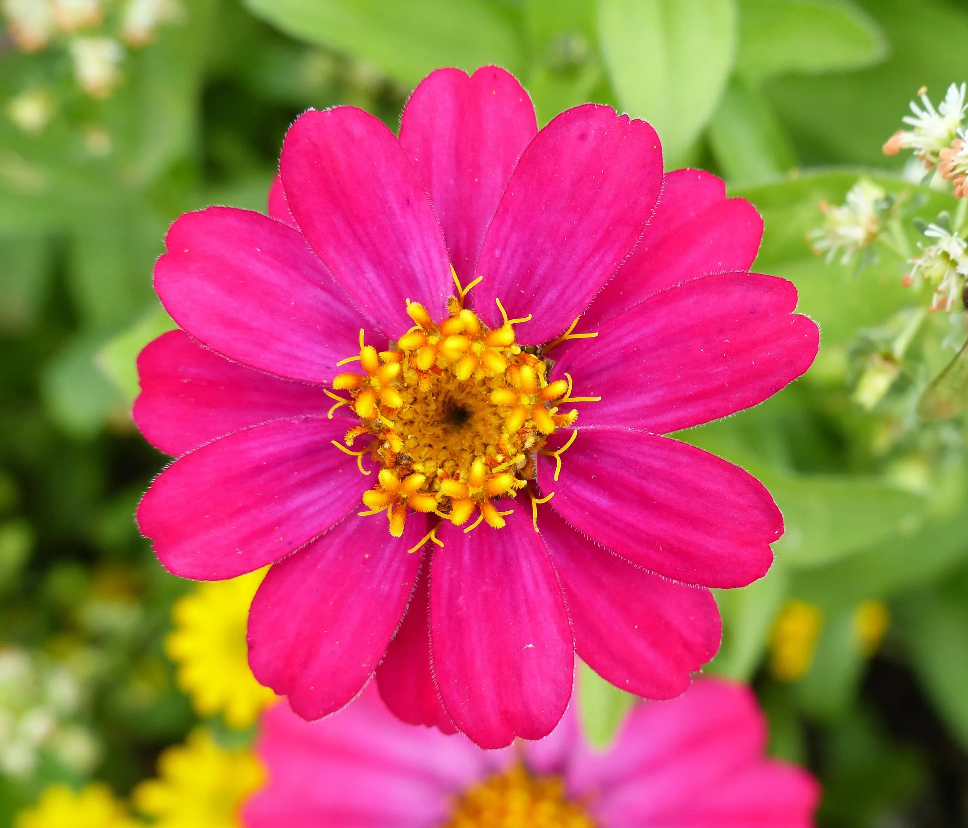 Zinnia di Haage cultivar 'Profusion Cherry'