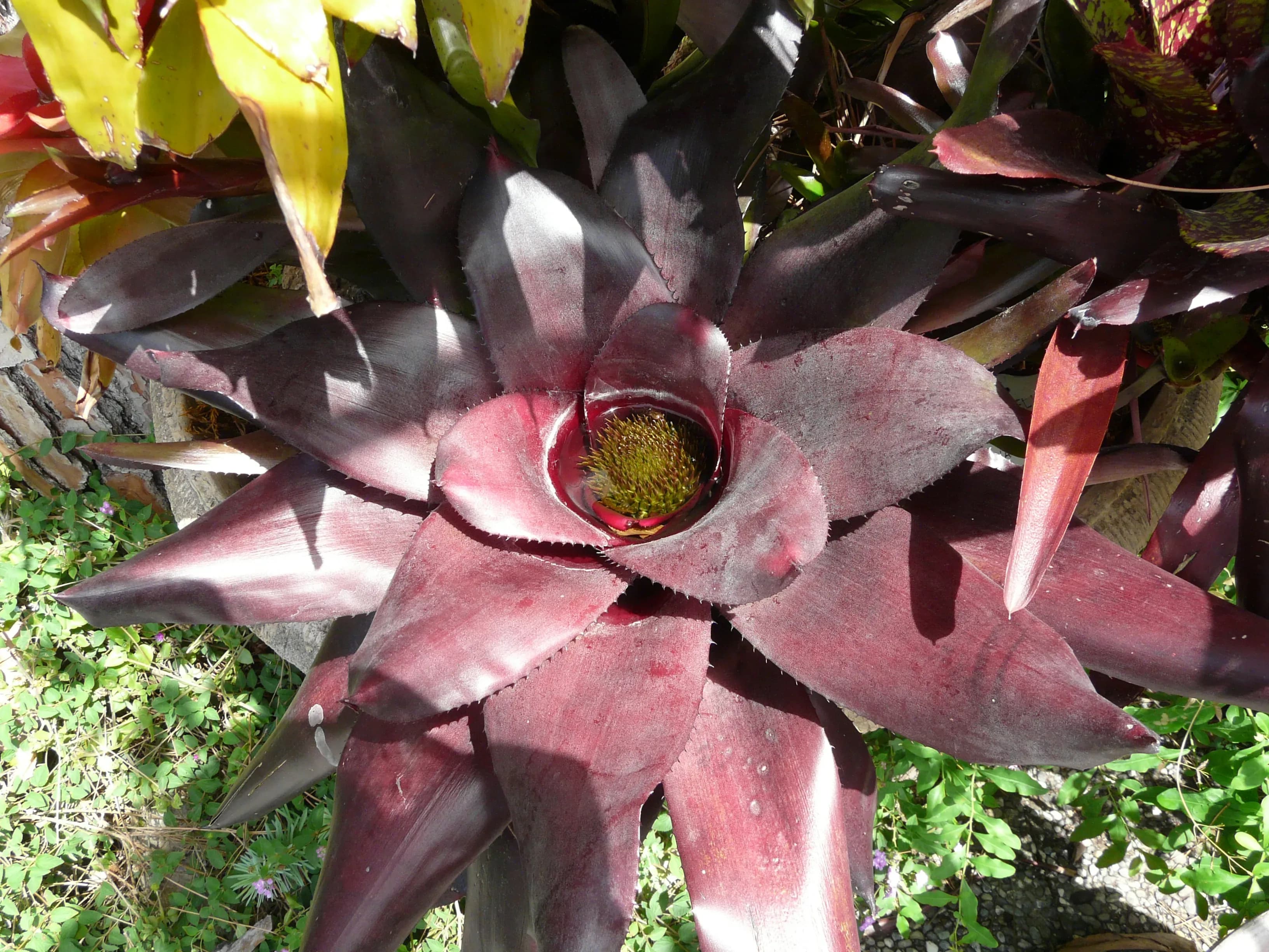 Neoregelia