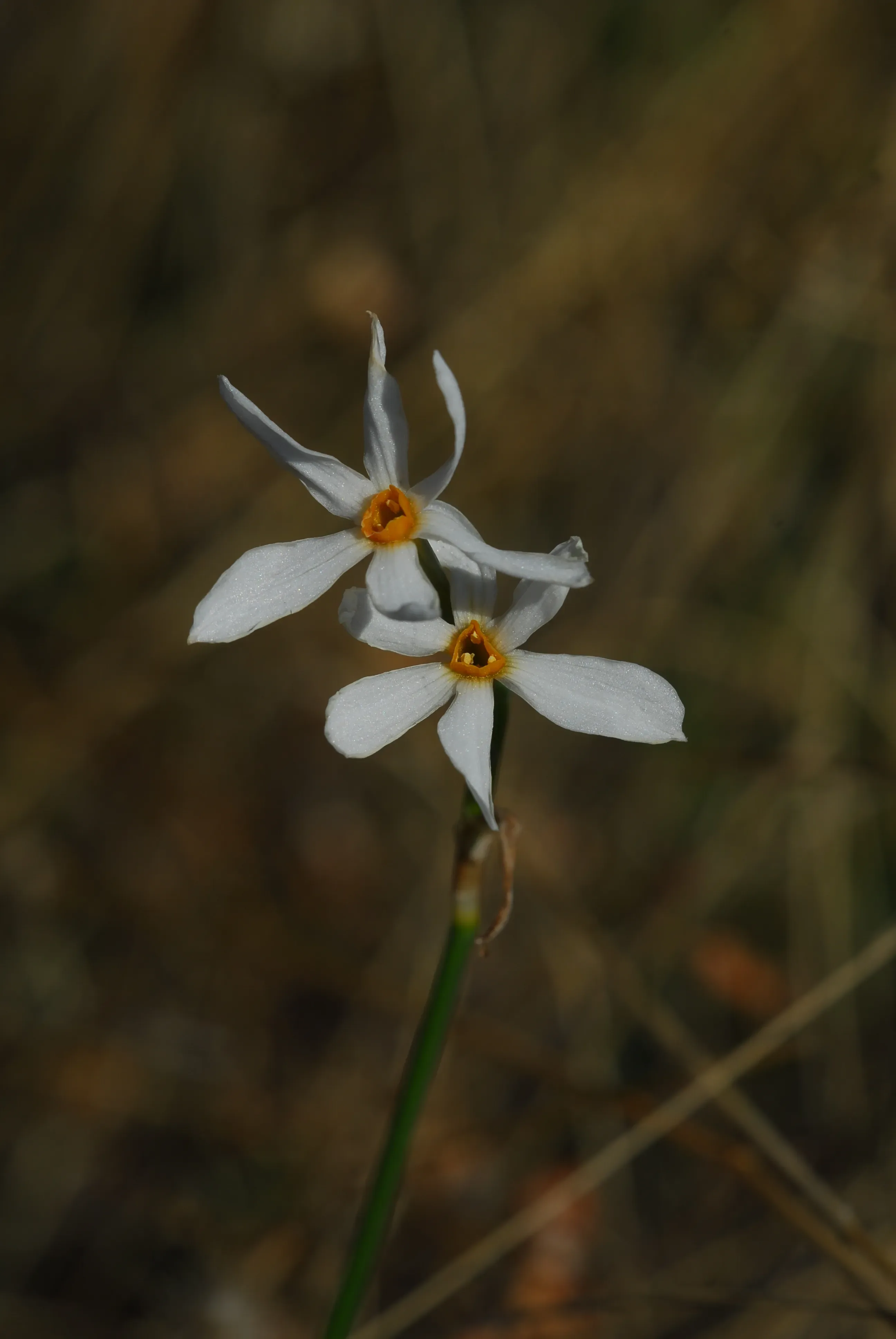 Narciso