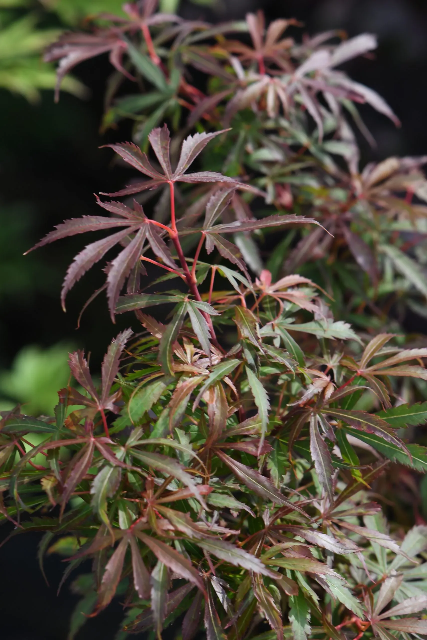 Acero Palmato 'Jerre Schwartz'