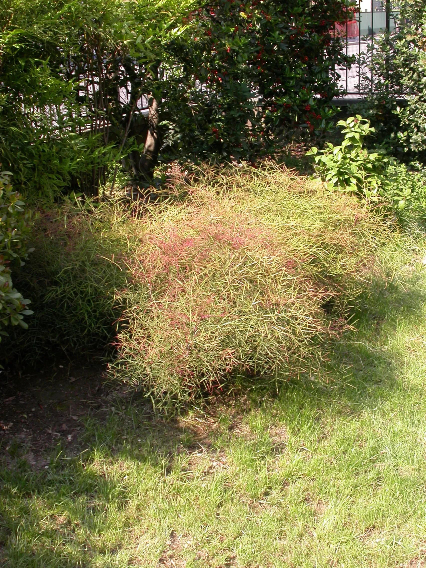 Nandina (bambù sacro)