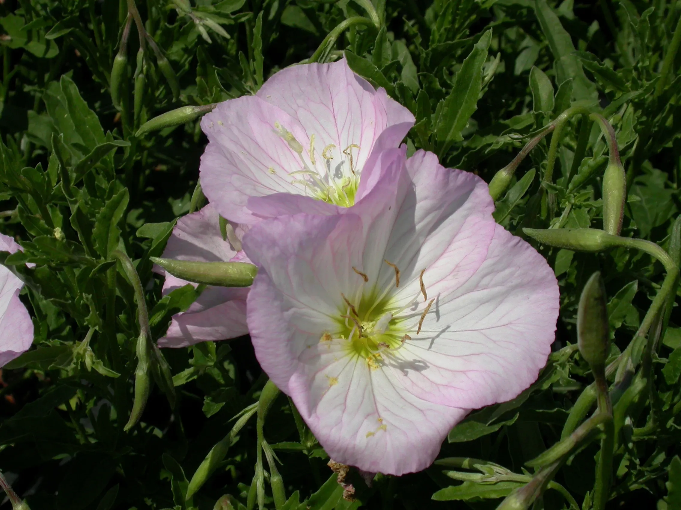 Enotera