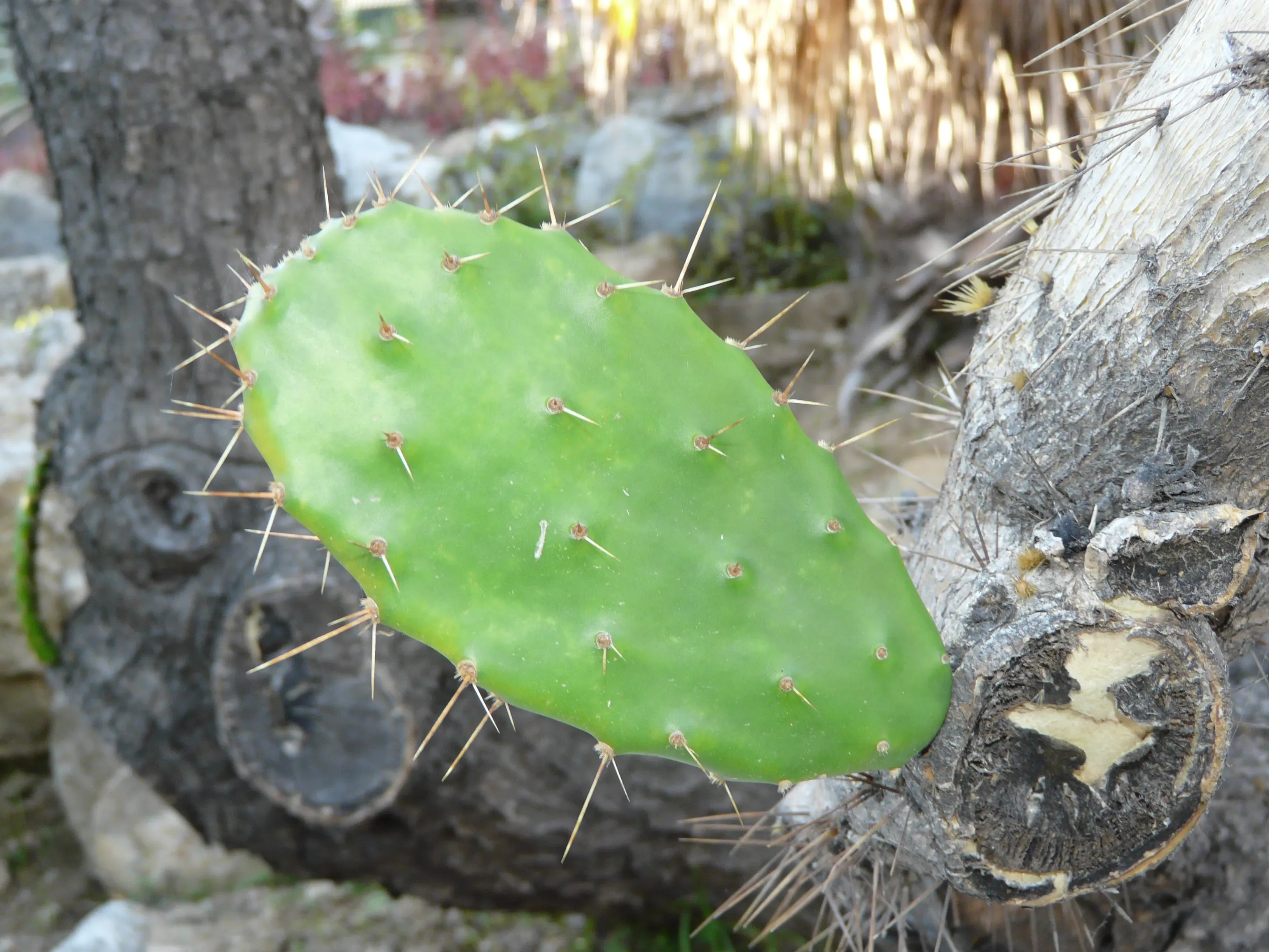Opunzia