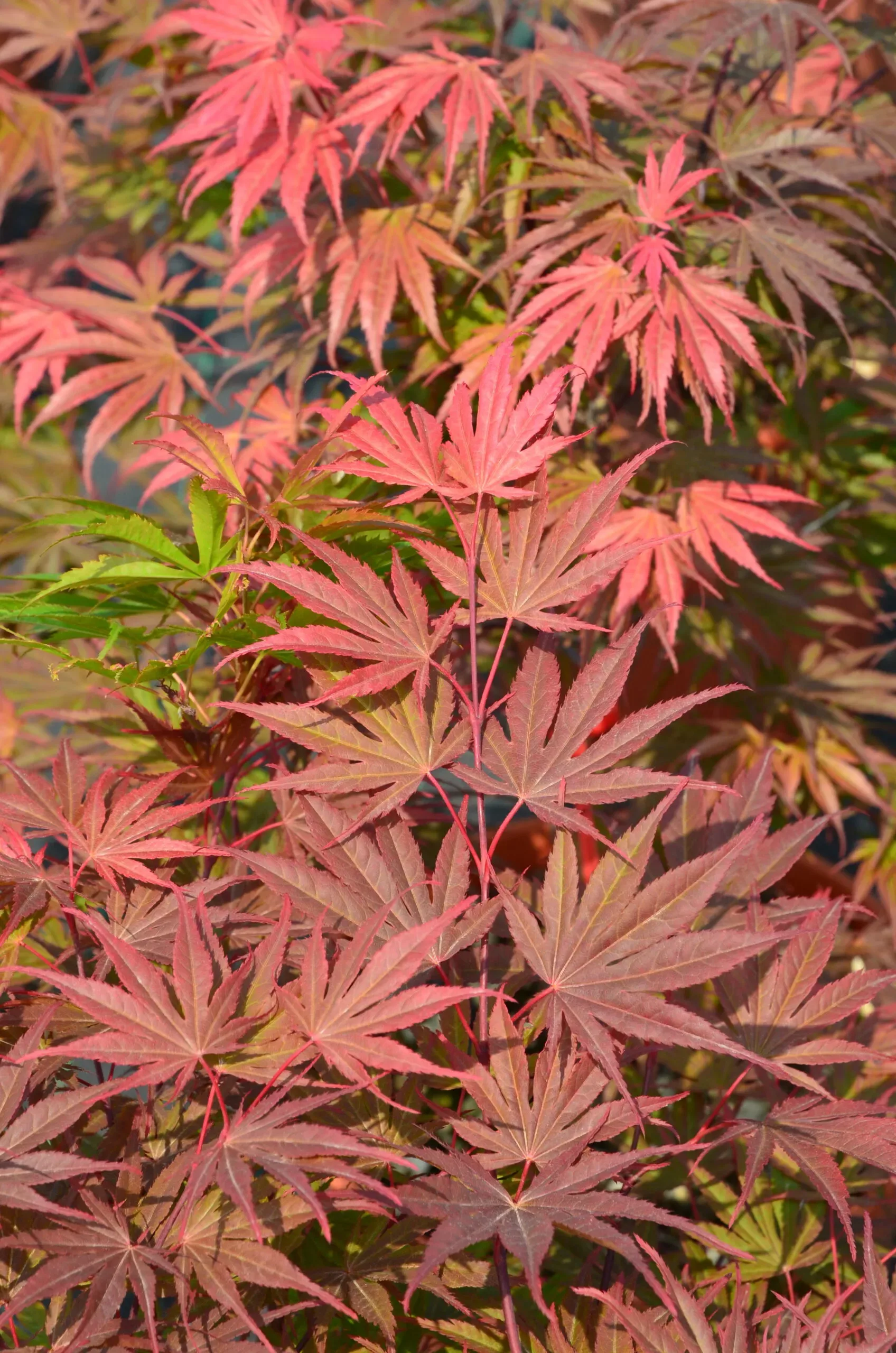 Acero Palmato 'Harusame'