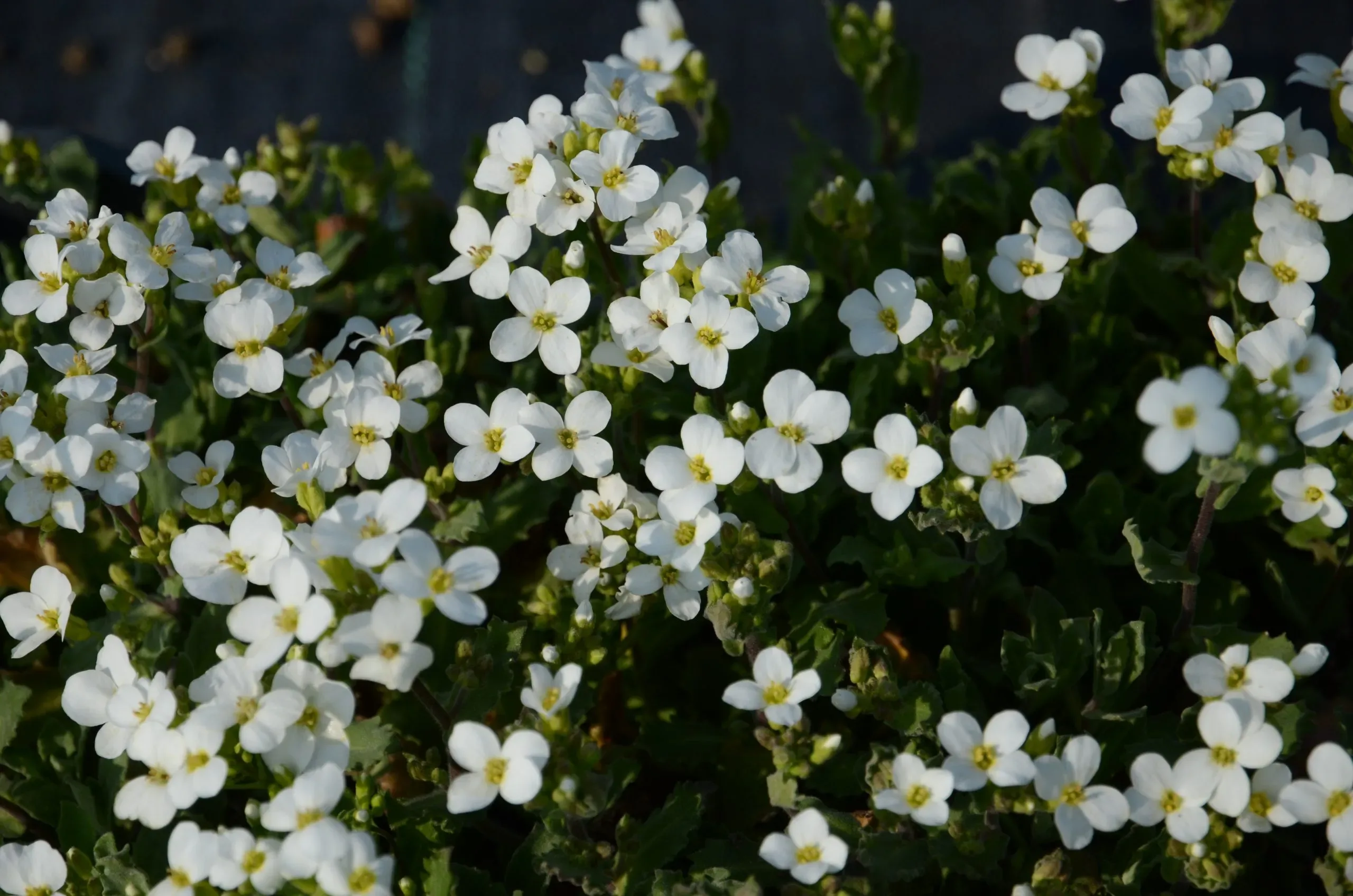 Arabis caucasica Schneehaube