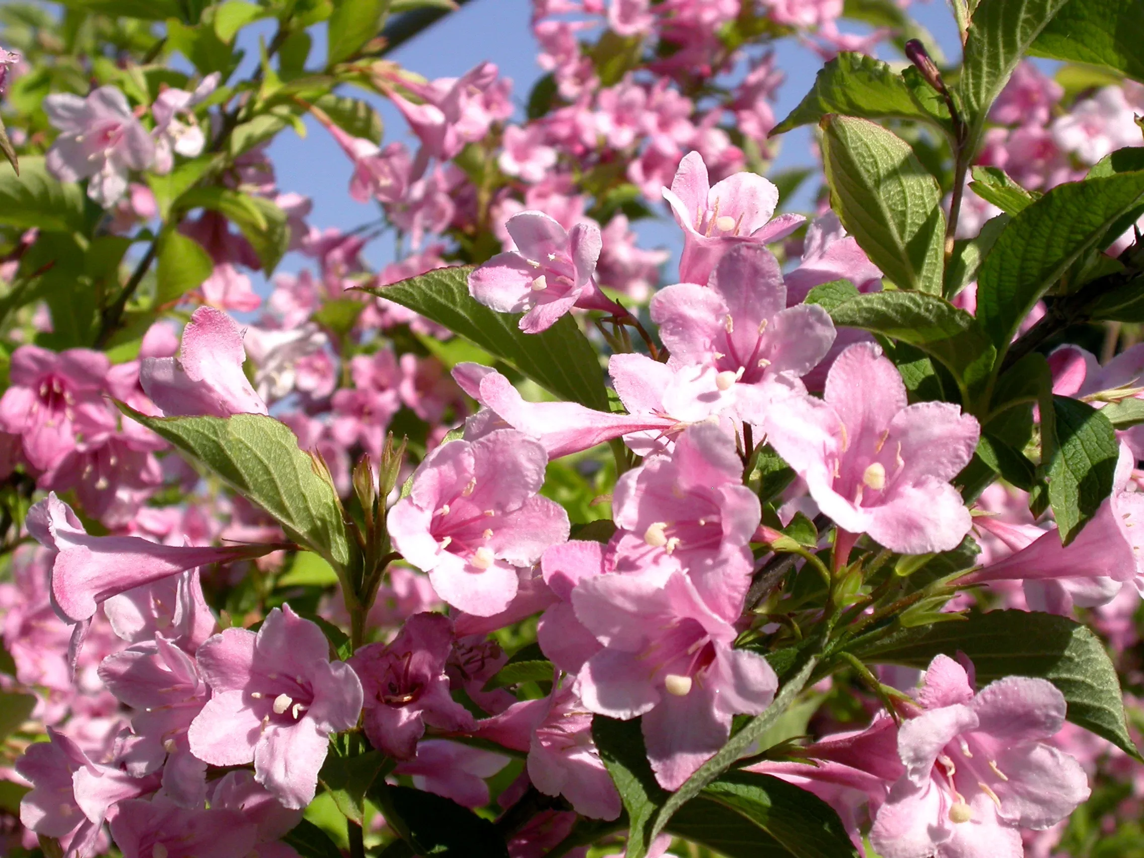 Weigela variegata di Koster