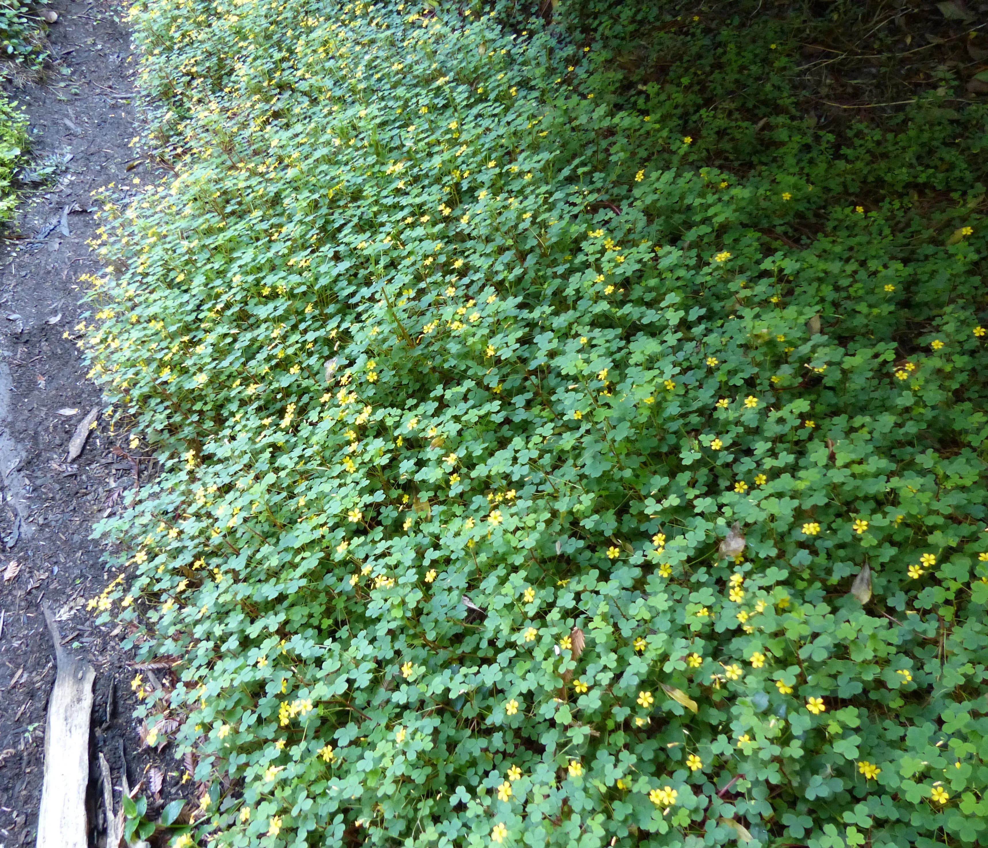 Oxalis