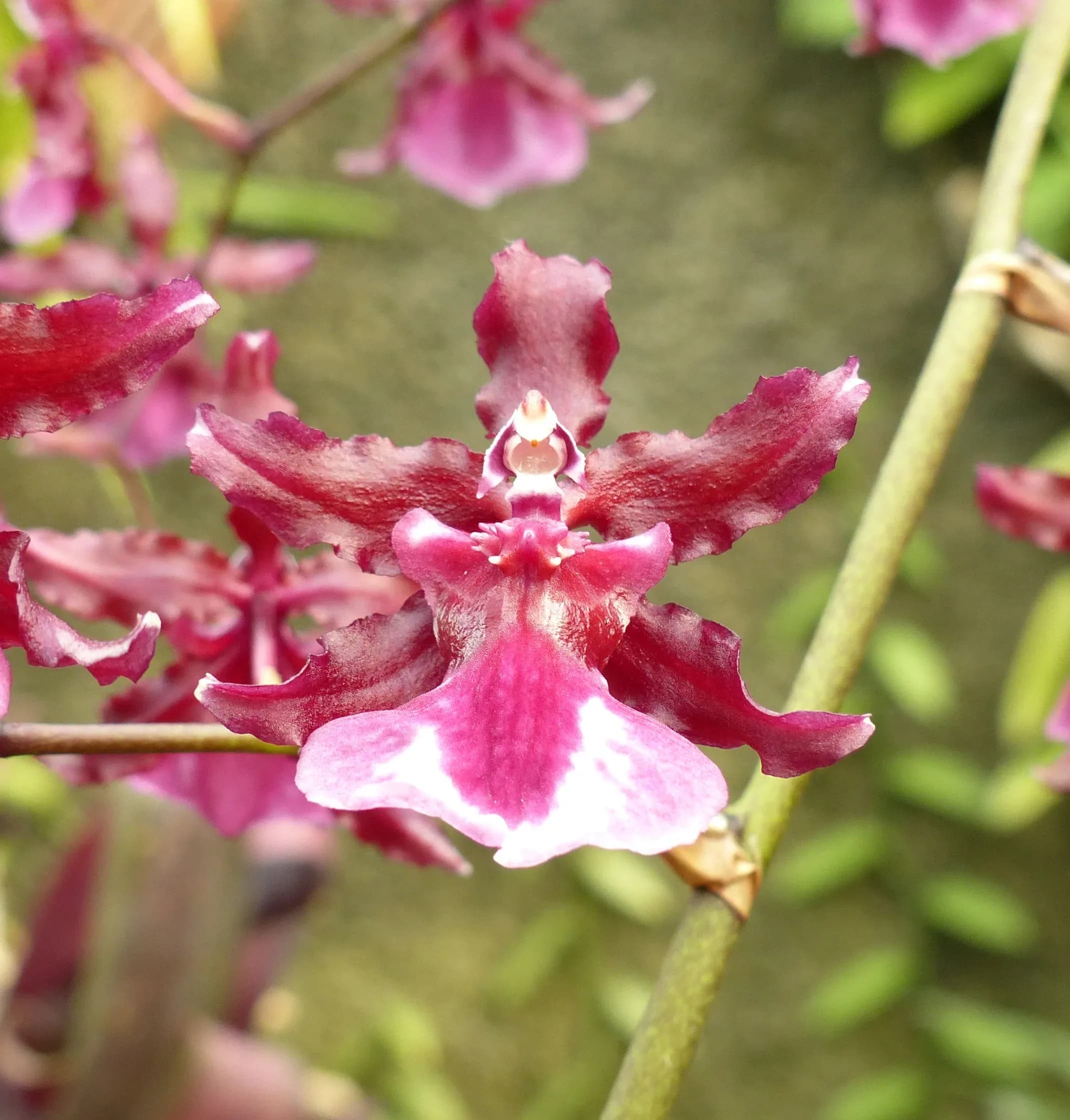 Oncidio (orchidea)
