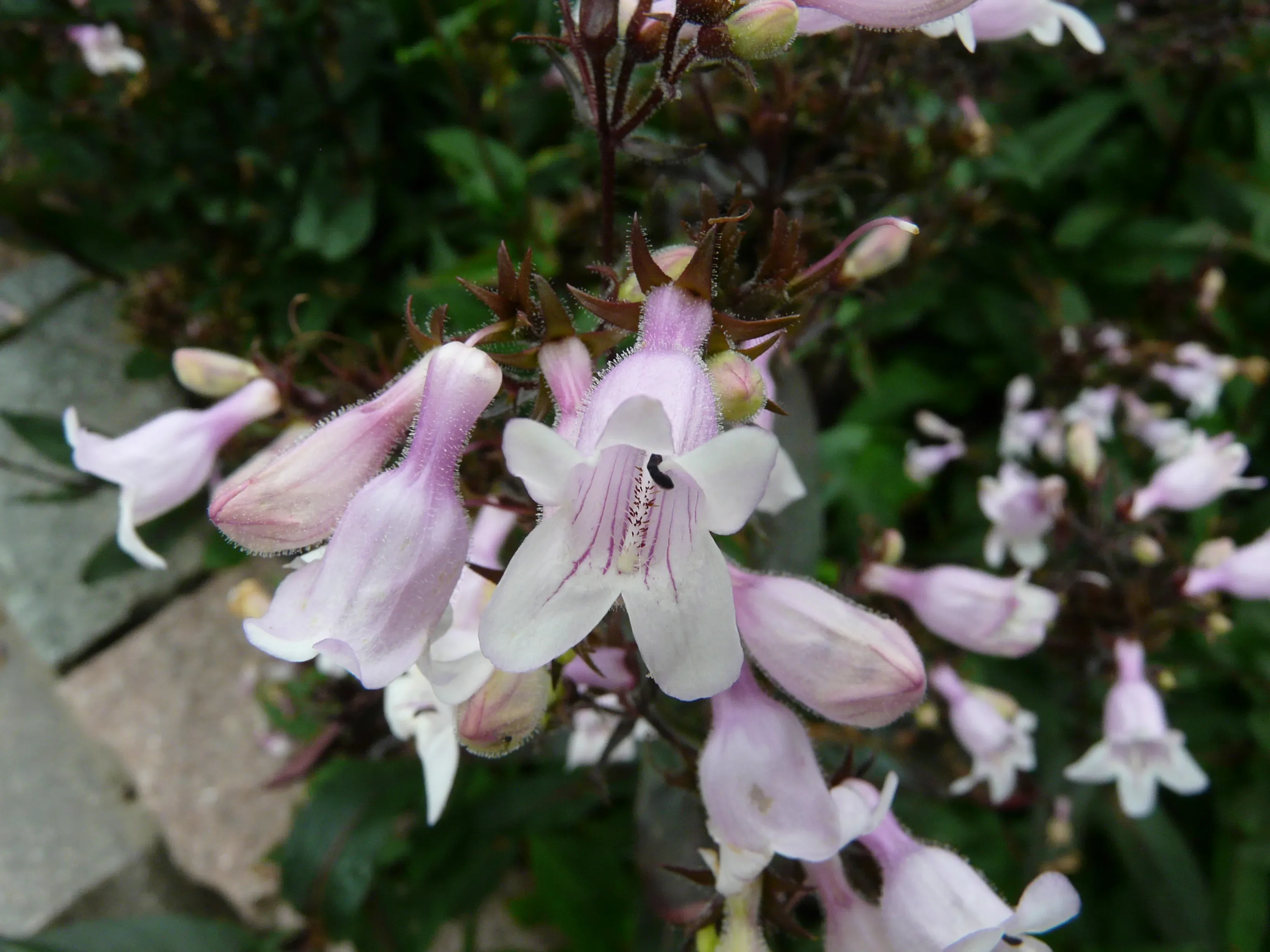 Penstemon