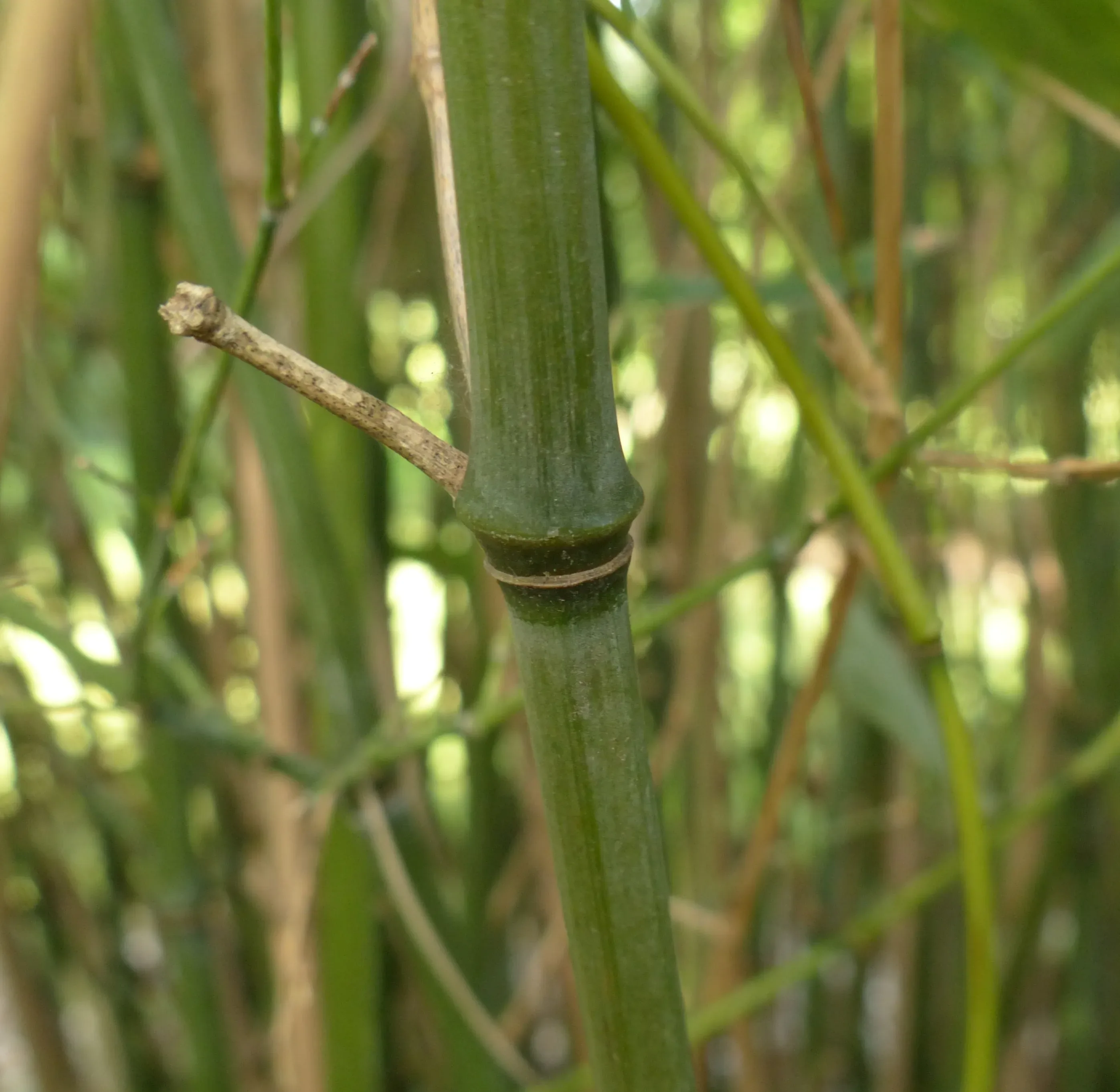 Bamboo Phyllostachys