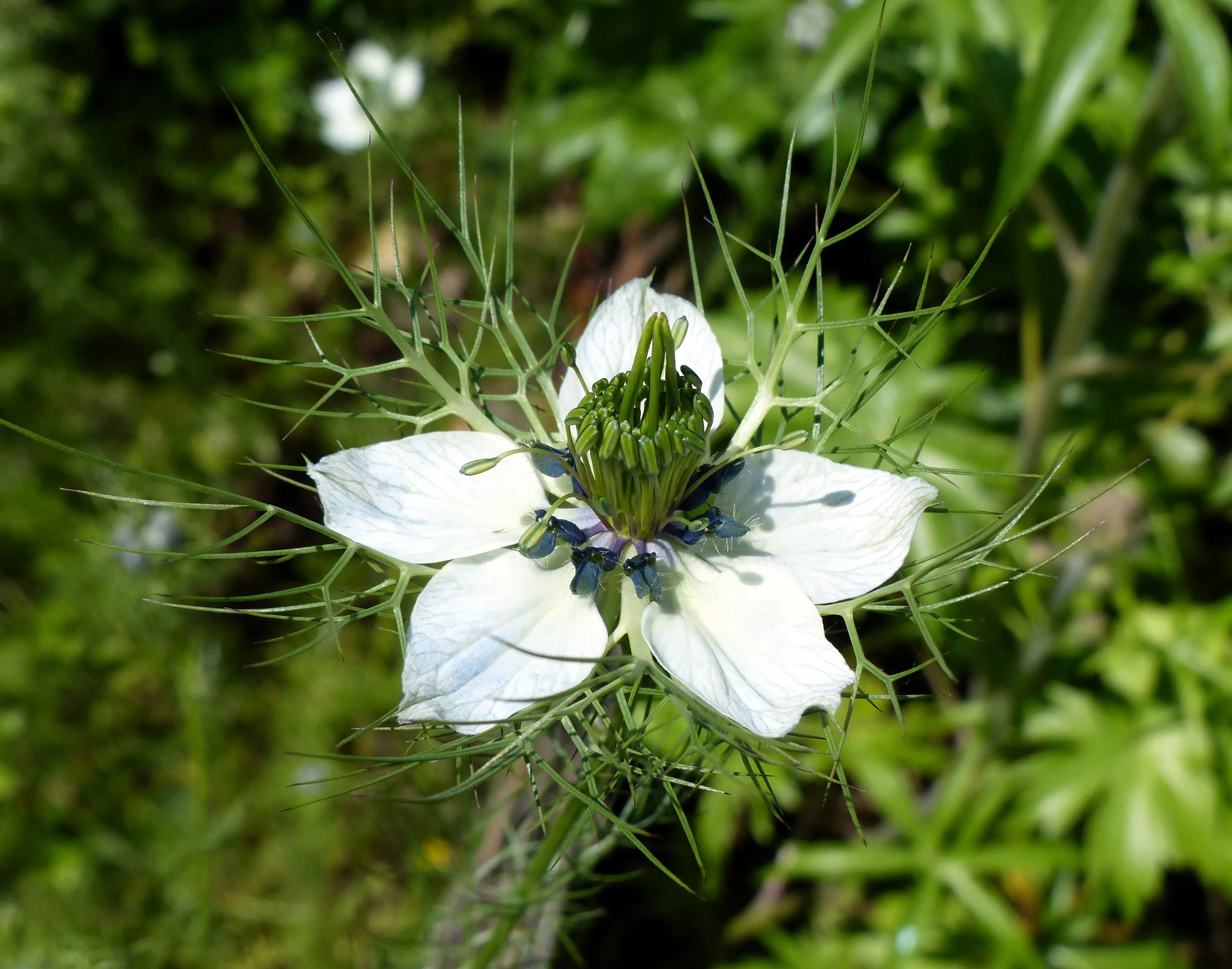 Damigella di Damasco