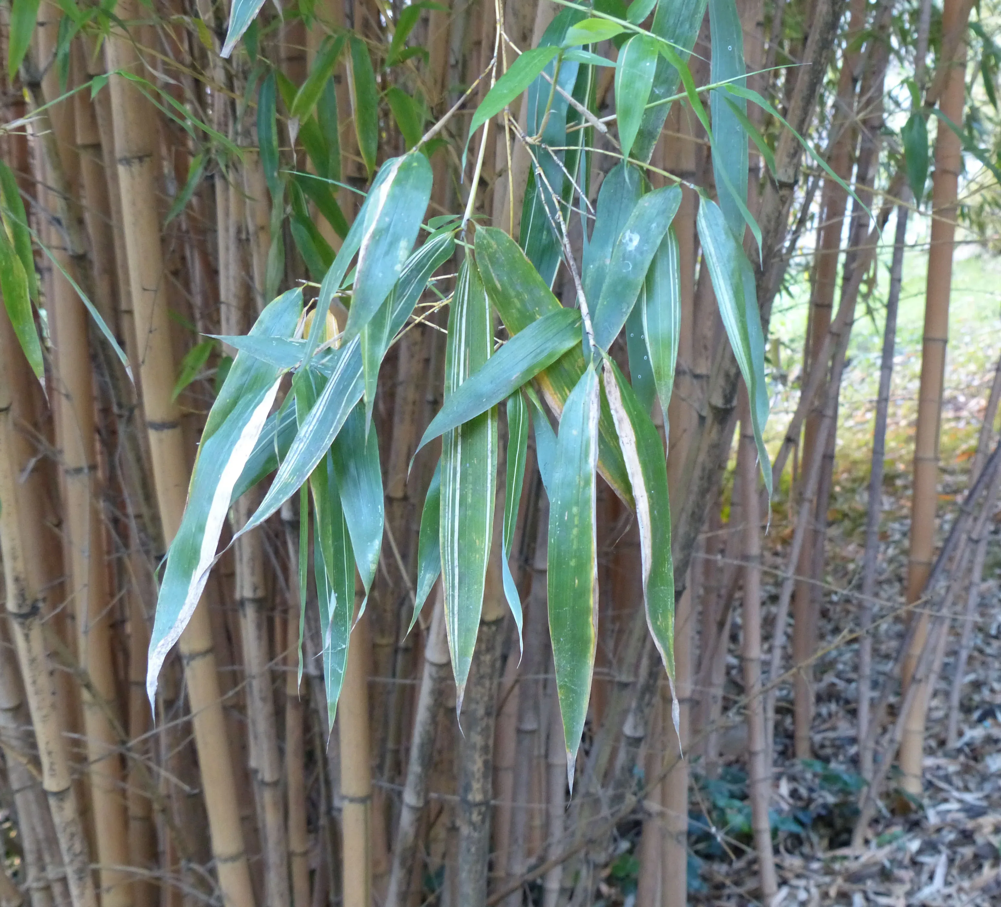 Bamboo Phyllostachys