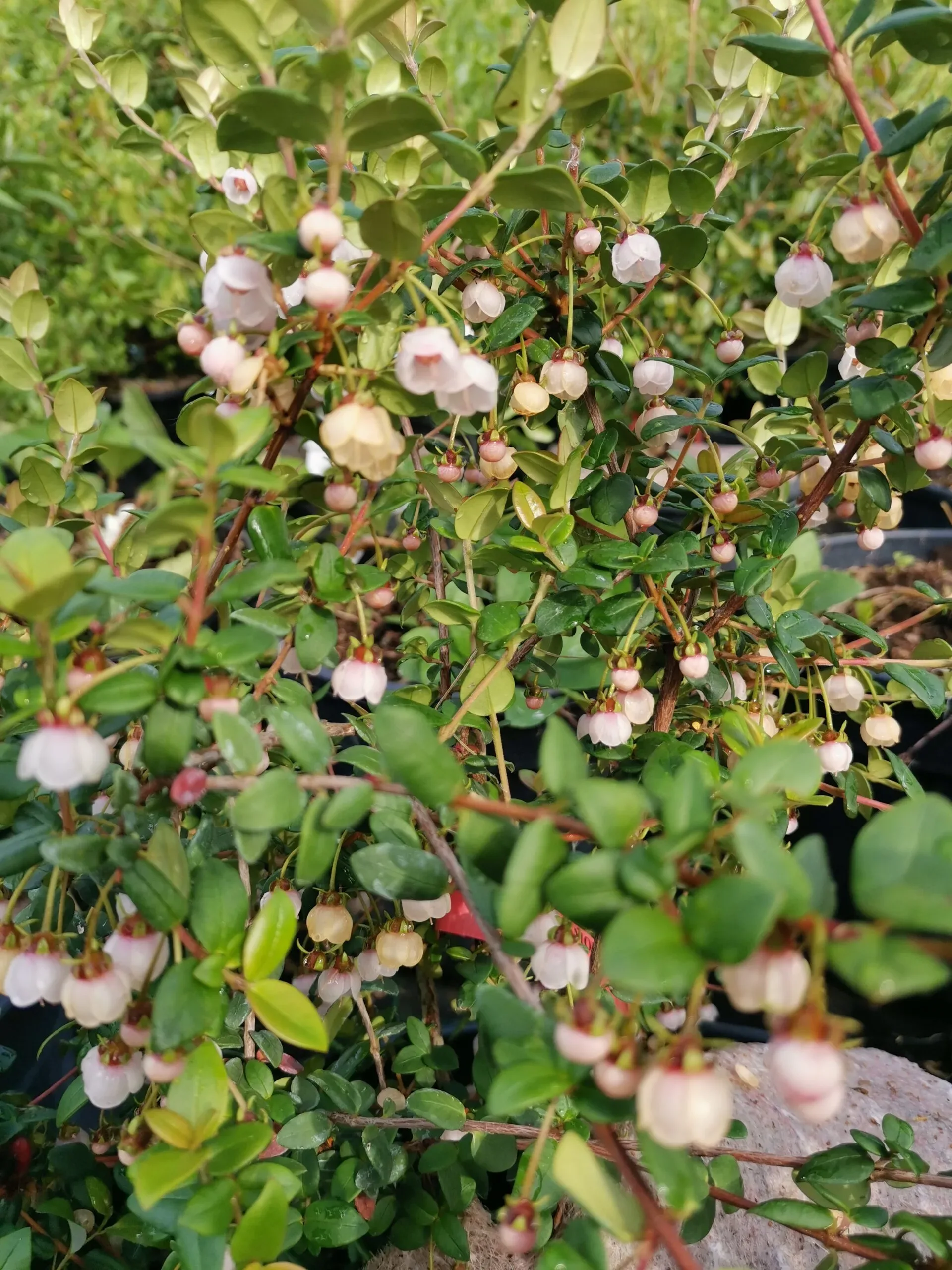 Mirto ciliegio 'Bella Berry'