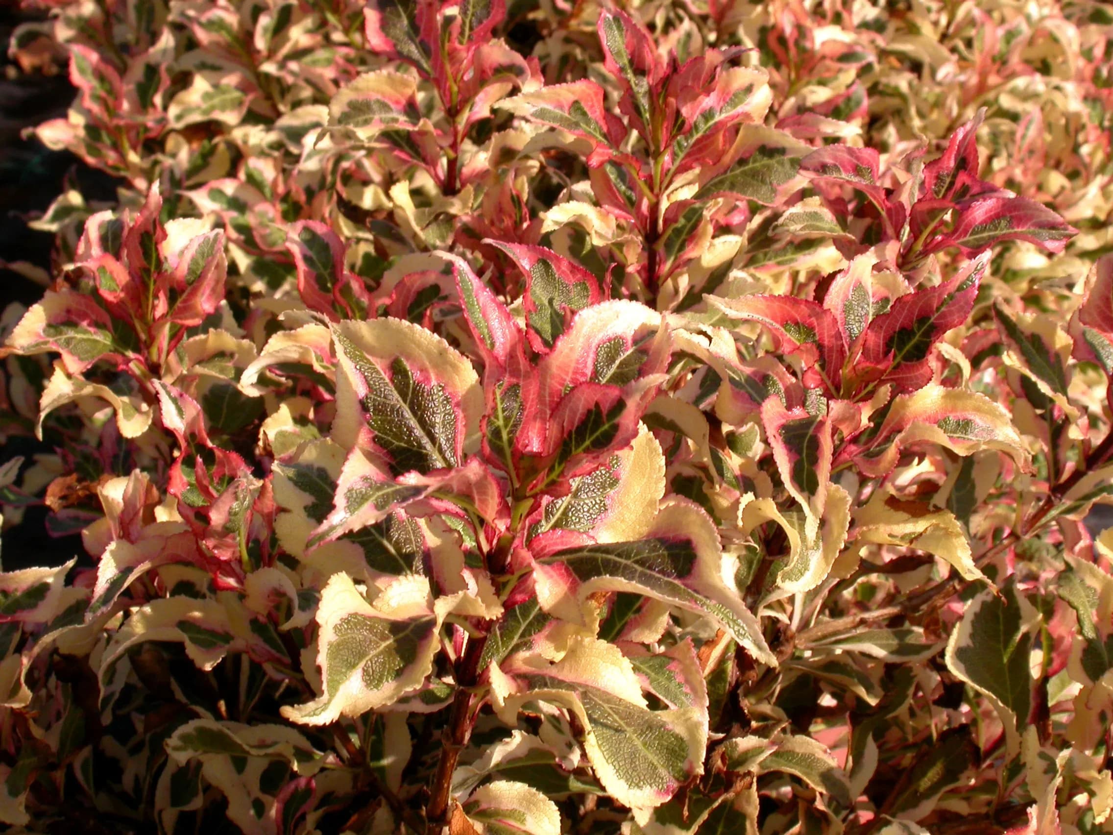 Weigela florida ‘Monet’