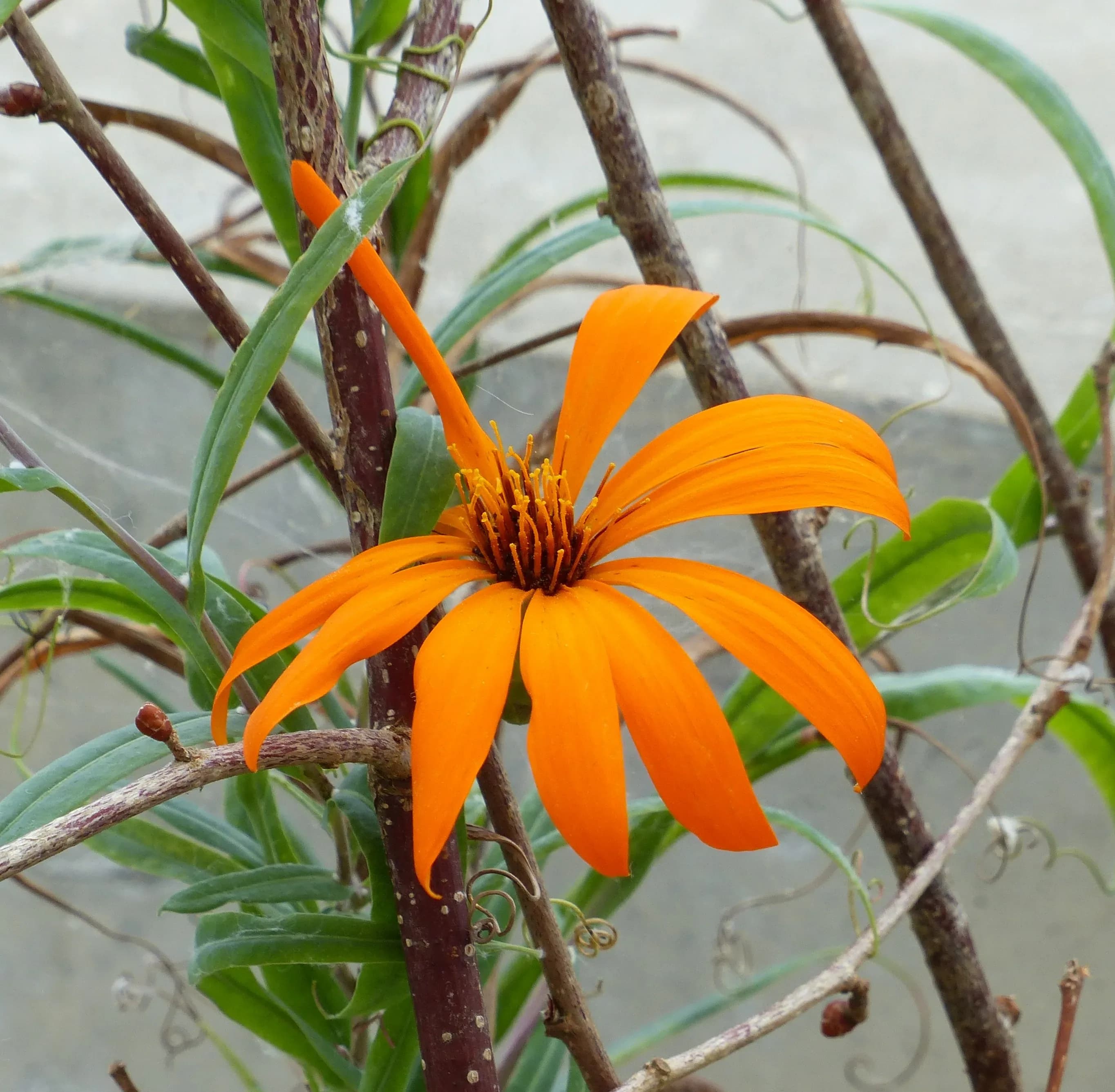 Mutisia