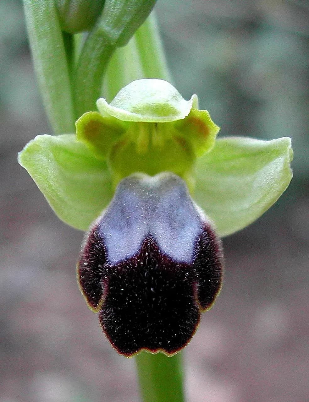 Ophrys fusca