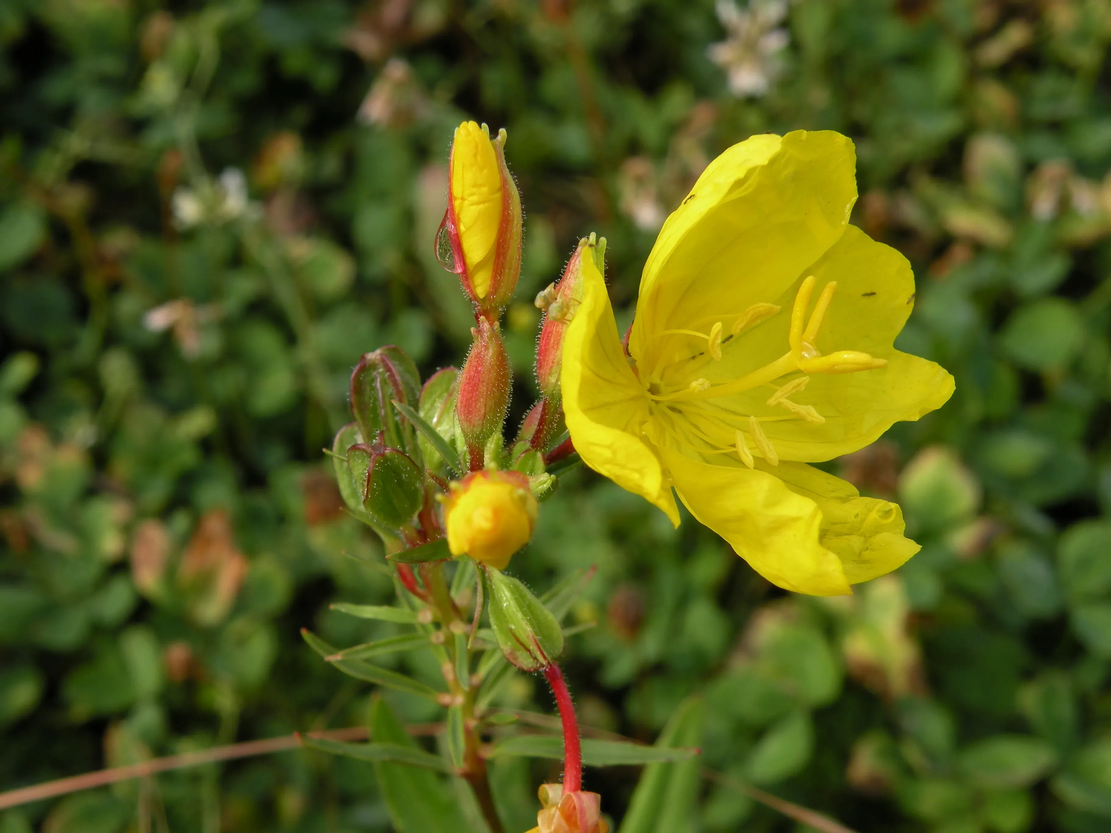 Enagra tetragona