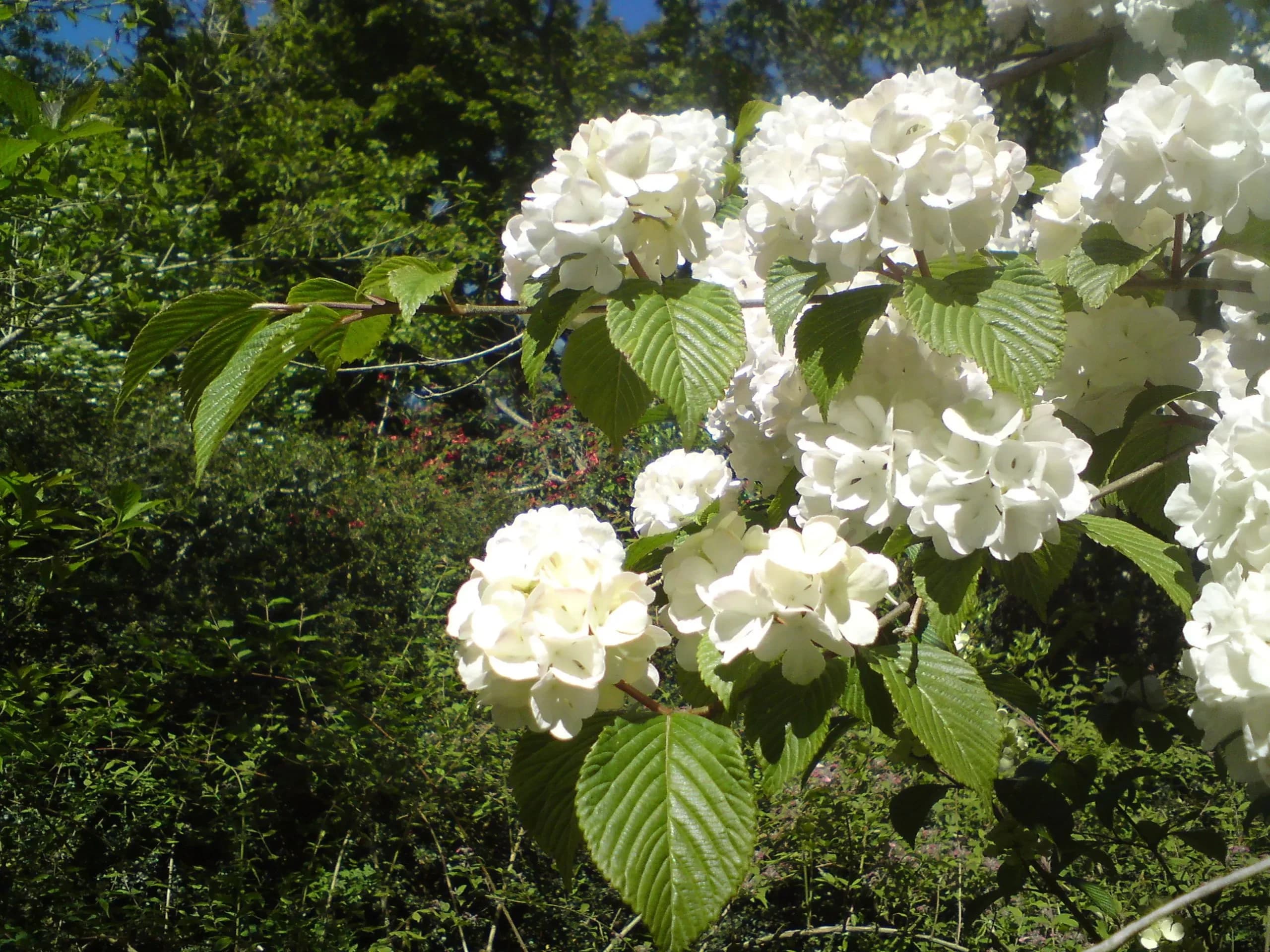Viburno plicato ‘Grandiflorum’