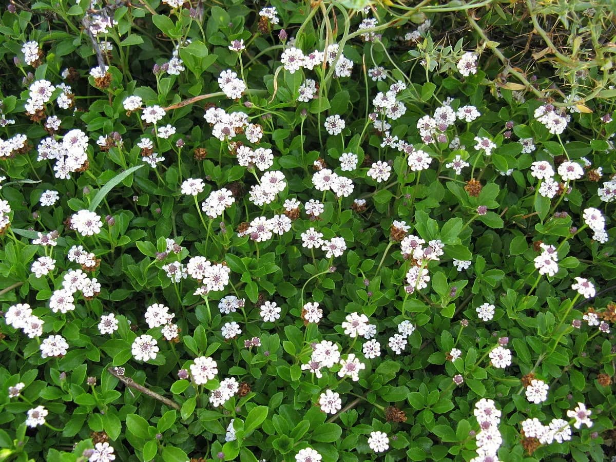 Filaria | Lippia