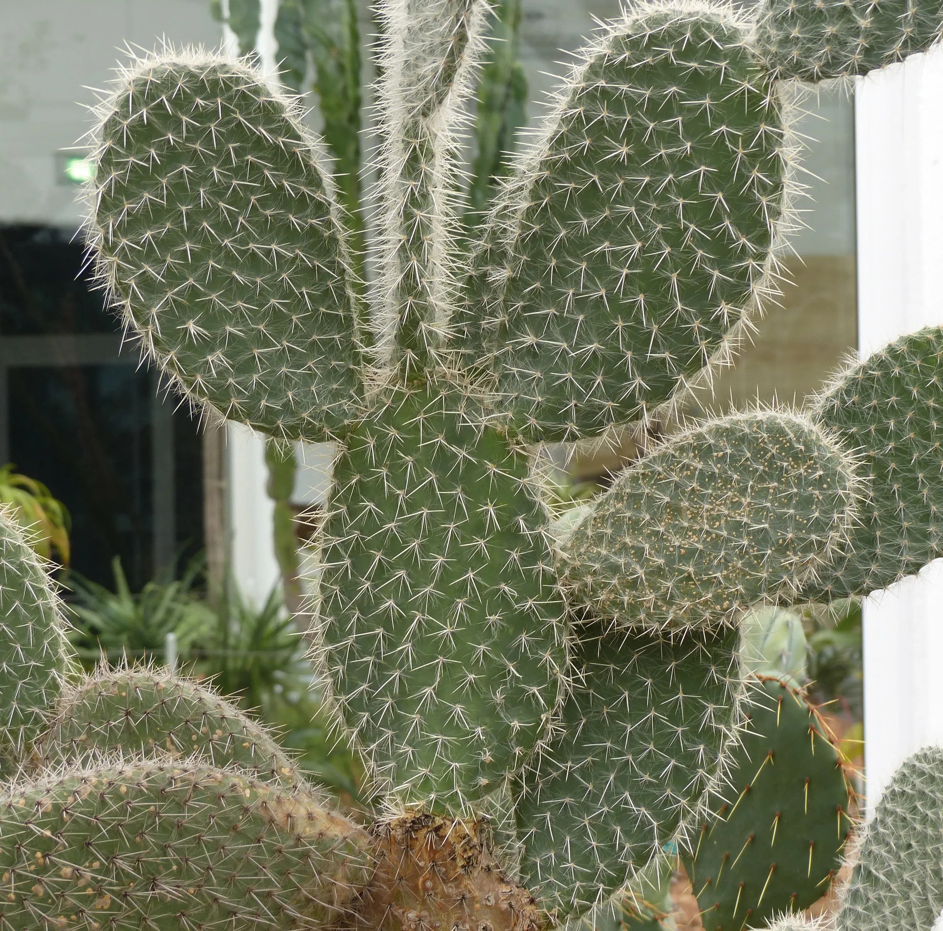 Opunzia