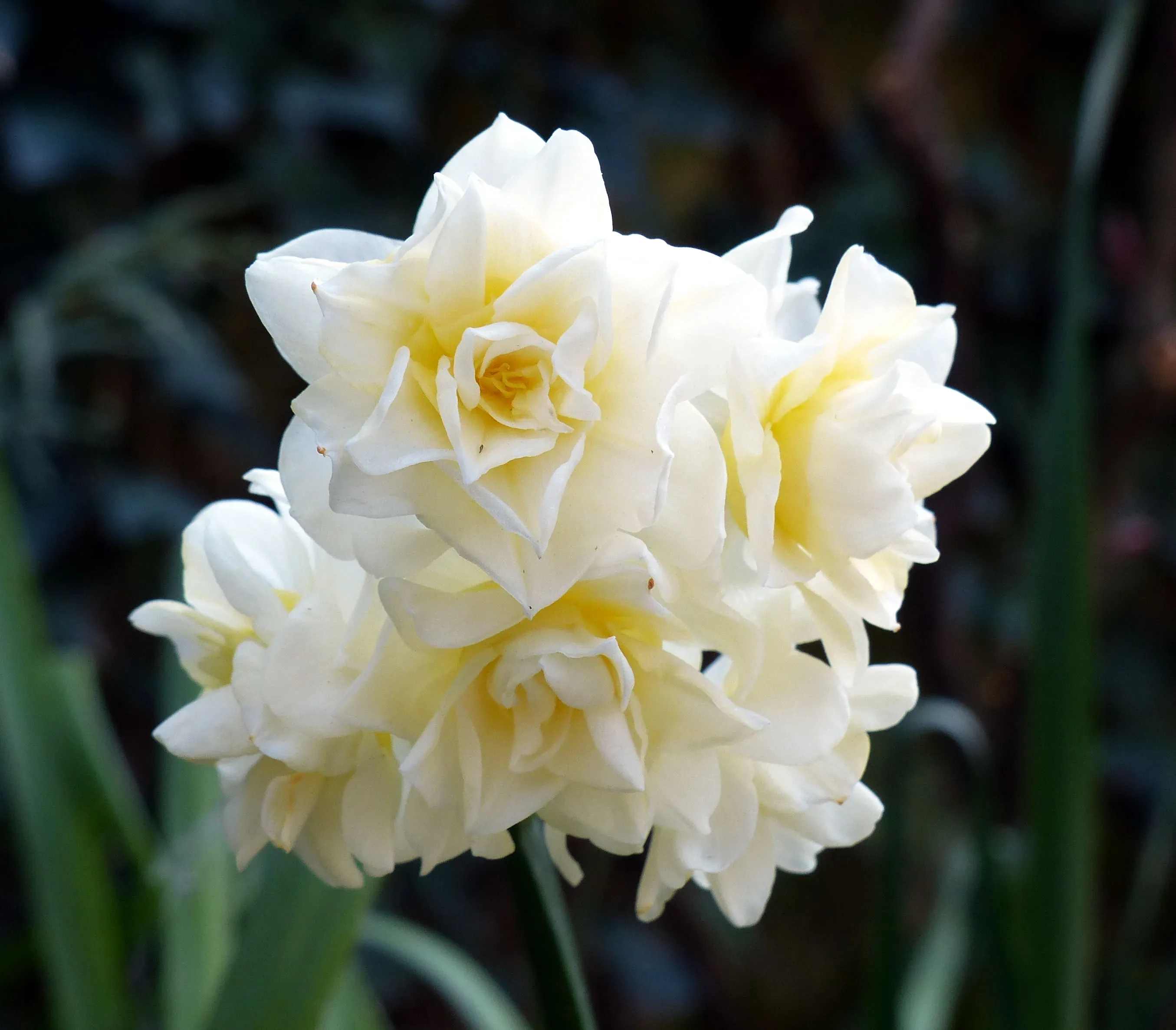 Narciso
