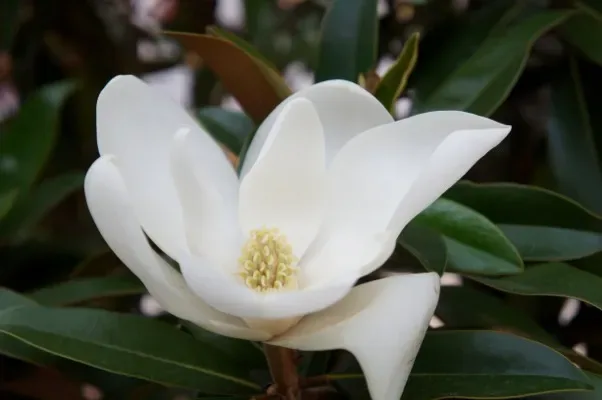 Magnolia