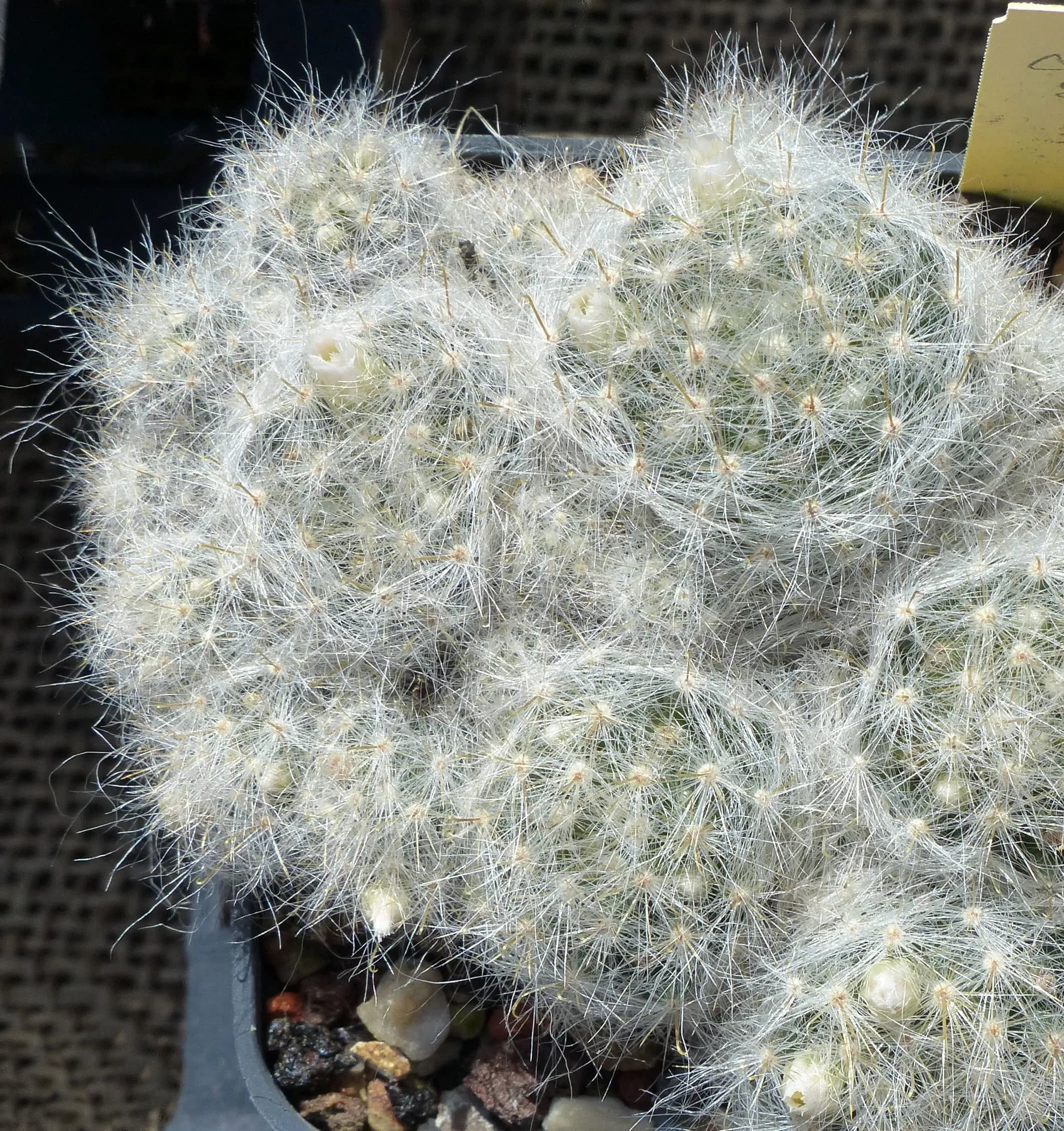 Mammillaria