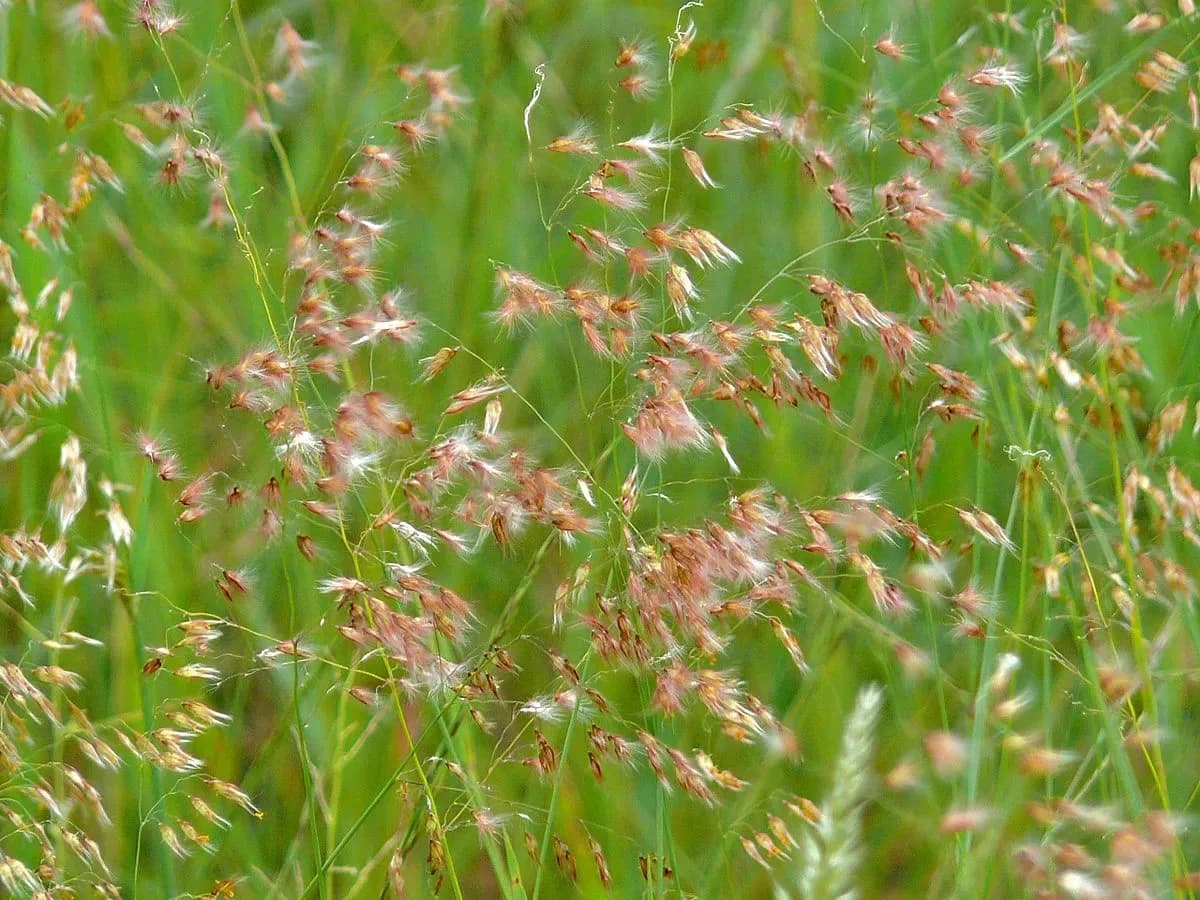 Erba rosa del Natal