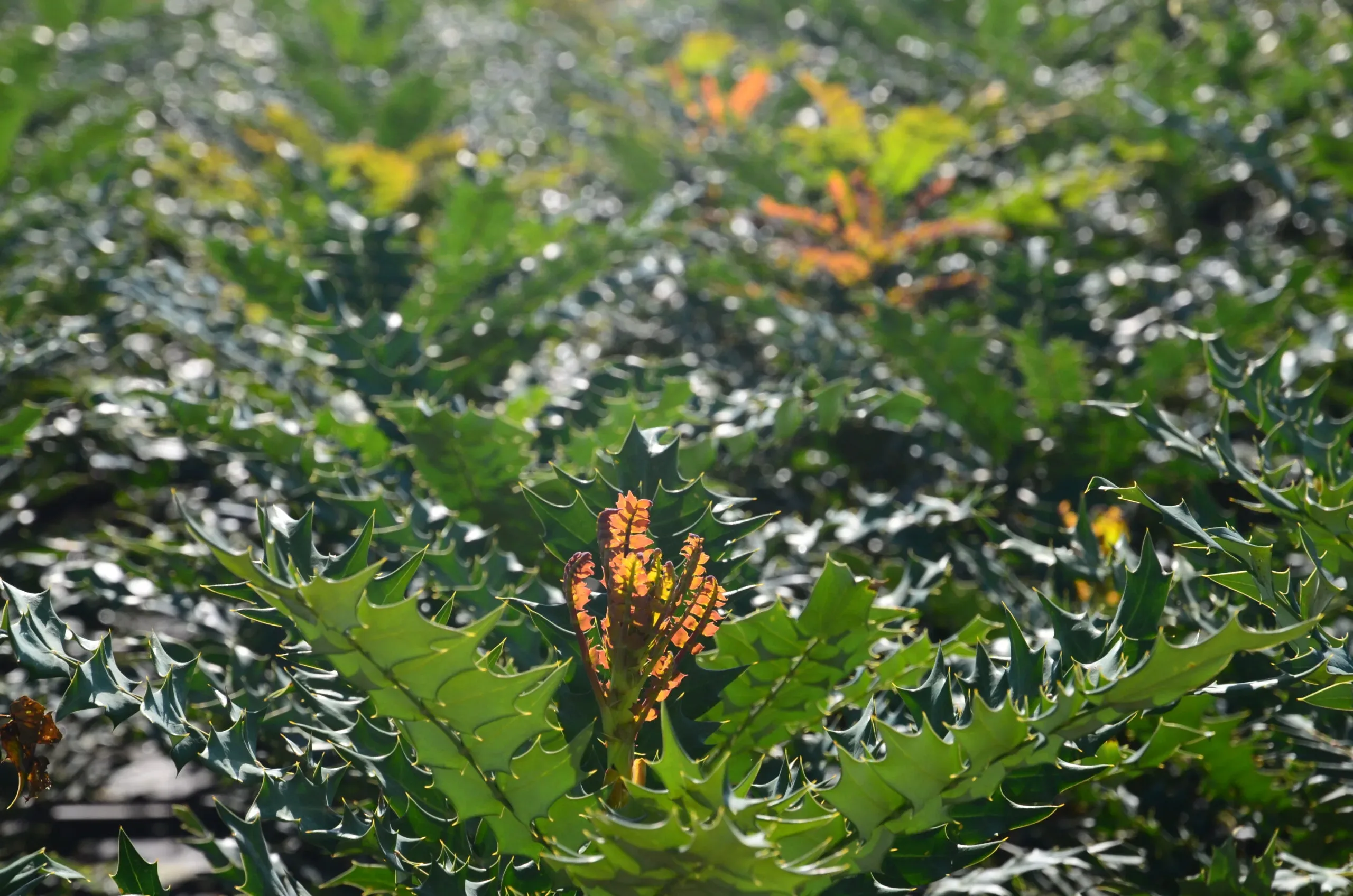 Mahonia