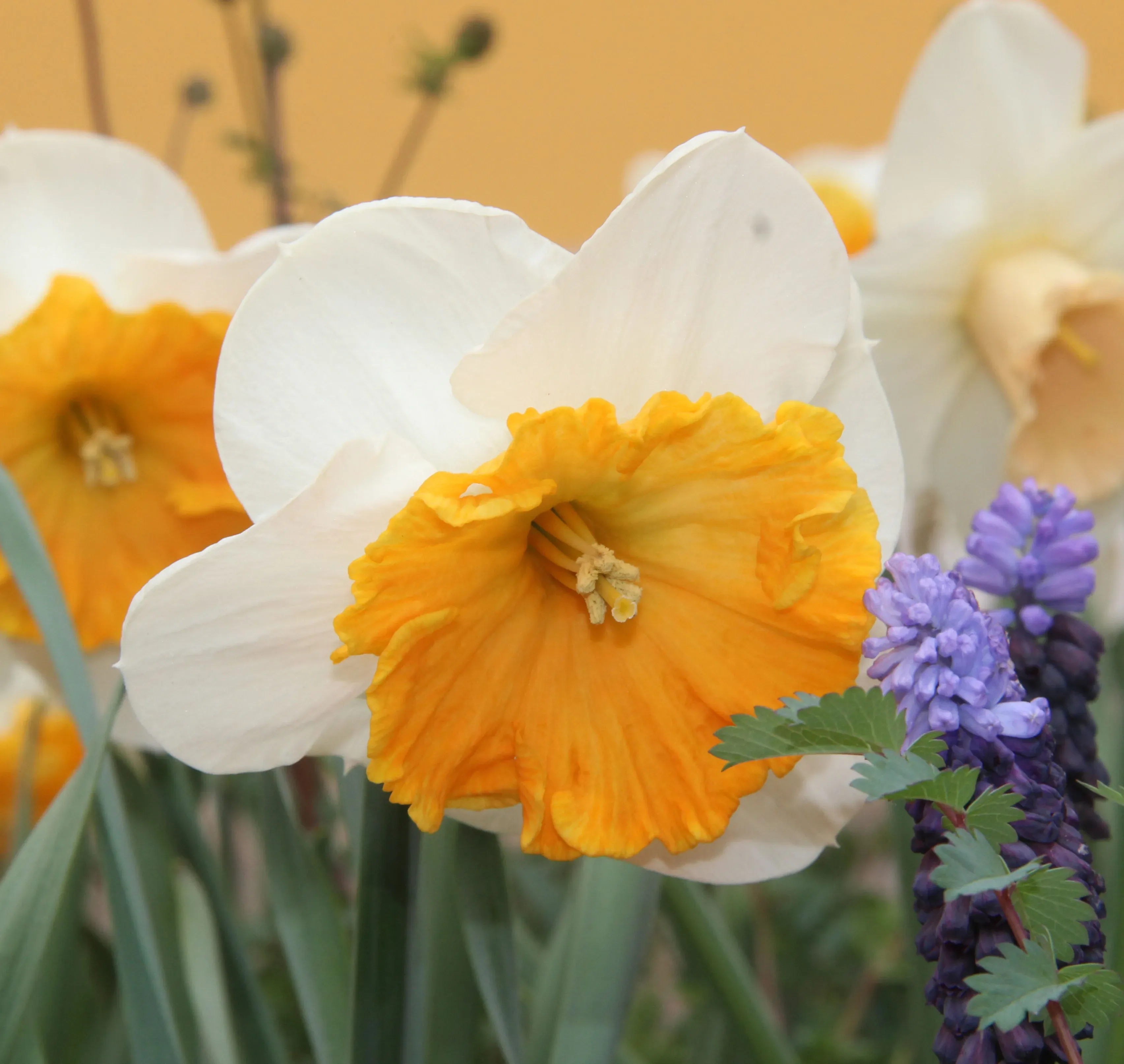 Narciso