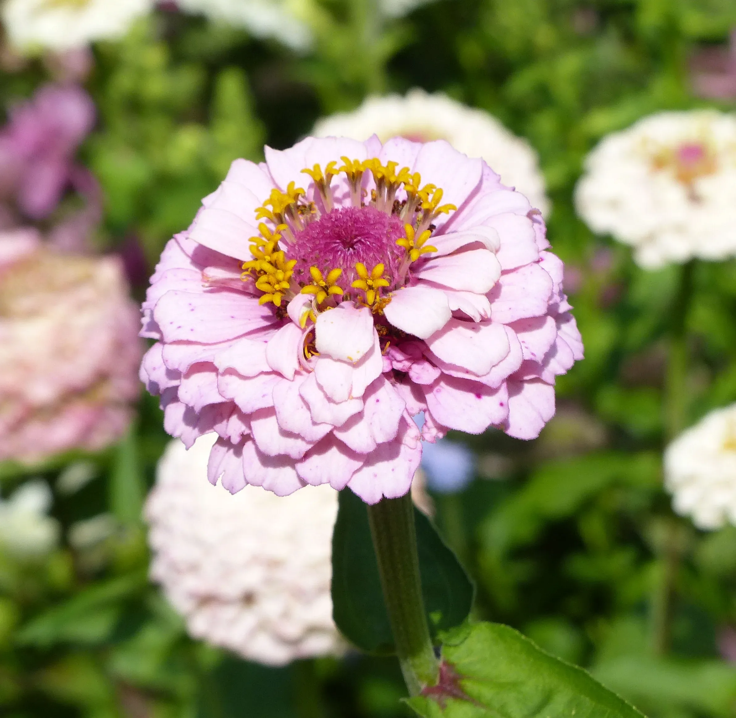 Zinnia violacea cultivar 'Queeny Light Violet'