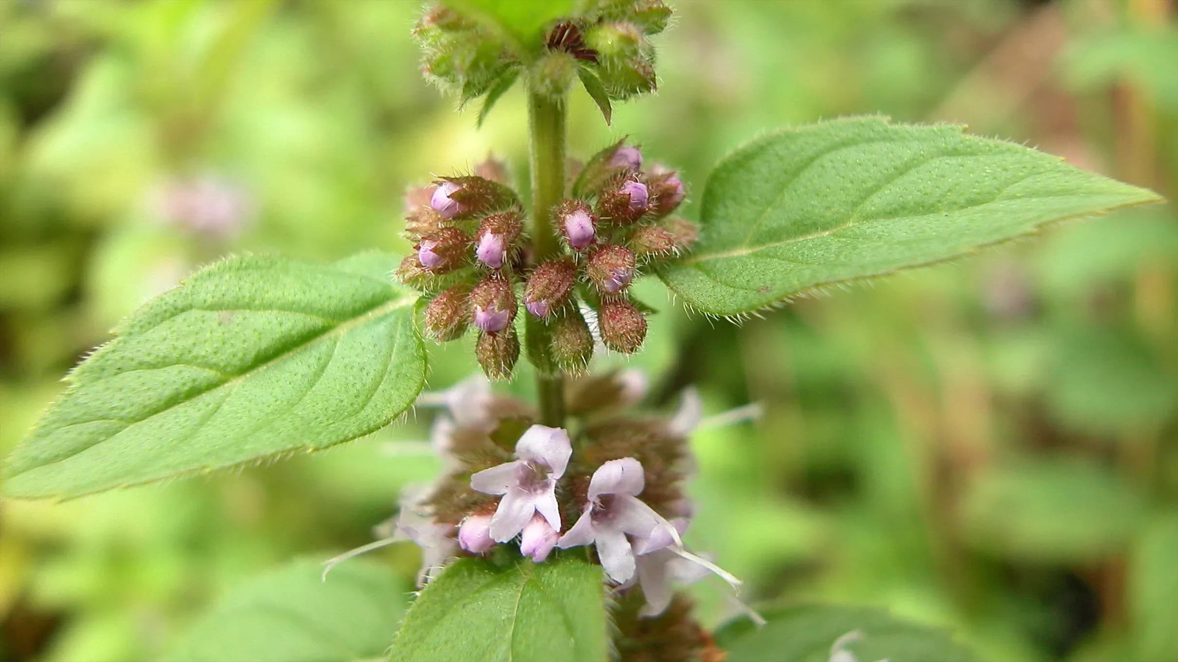 Menta campestre