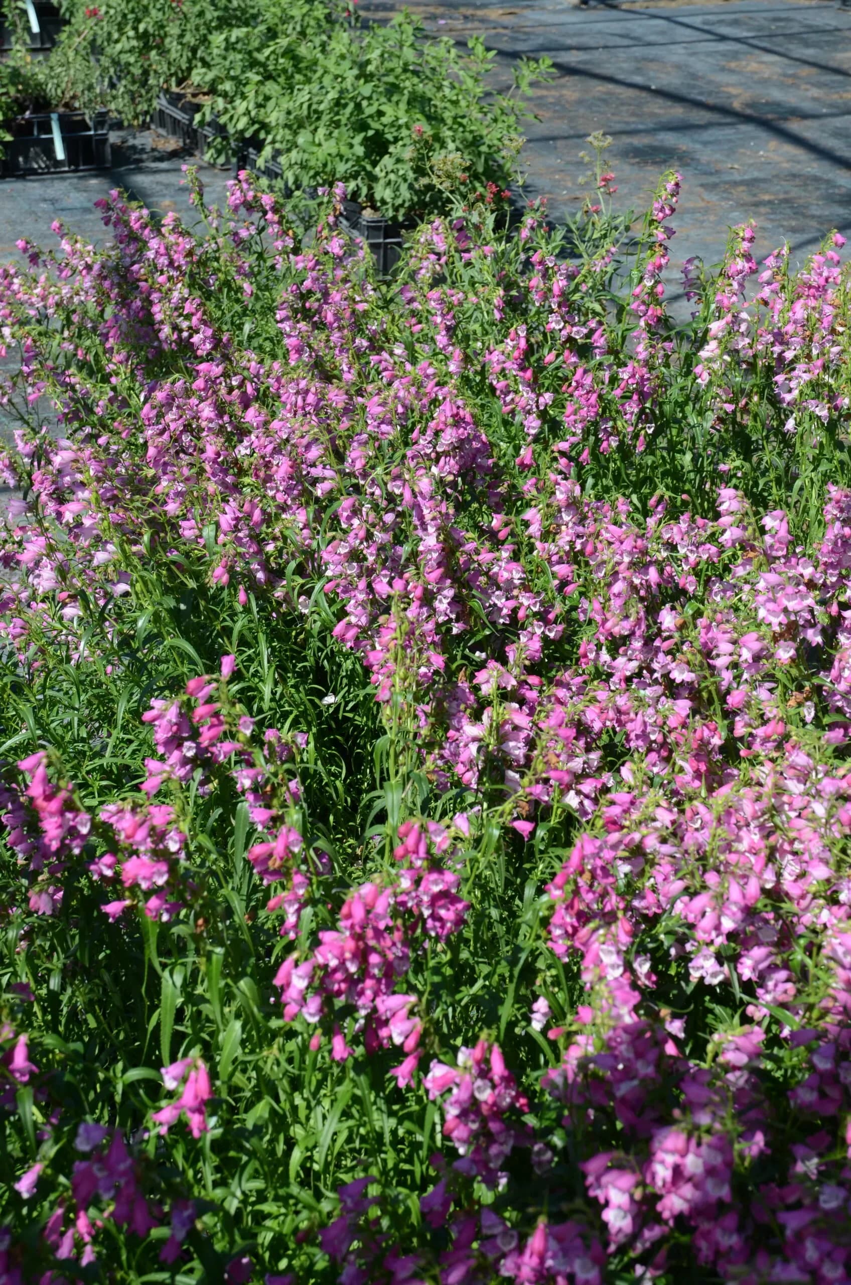 Penstemon