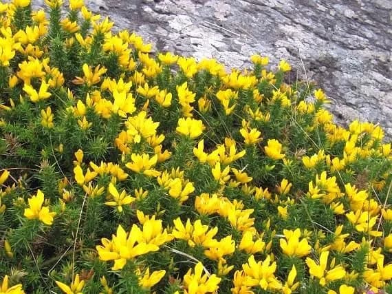 Ginestra di Gallia 'Mizen Head'