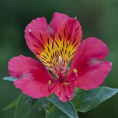 Giglio Peruviano 'Little miss Tara'