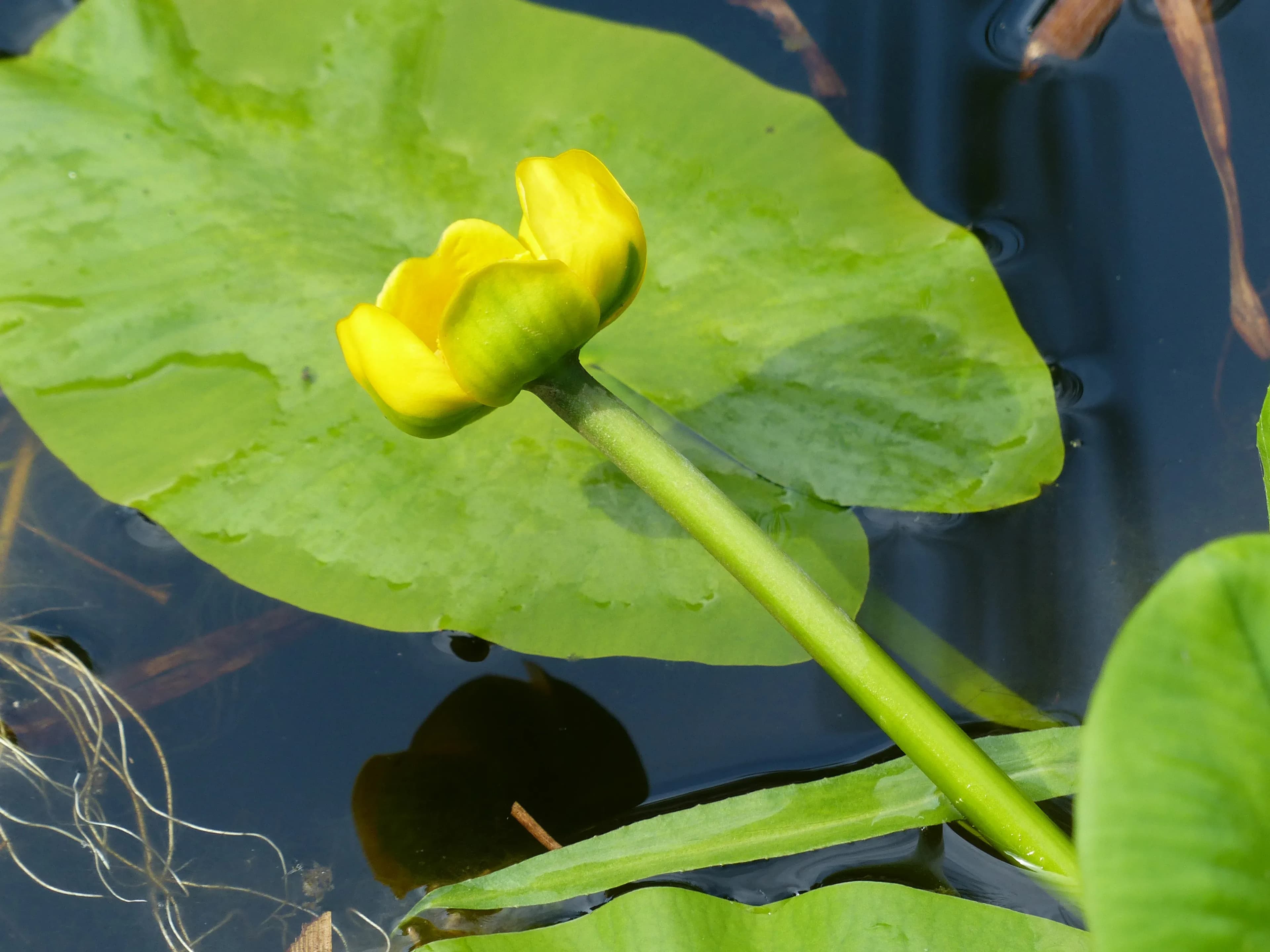Ninfea gialla europea